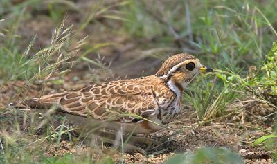 Heuglins courser
