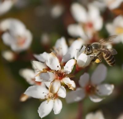 The Pollen Gatherer