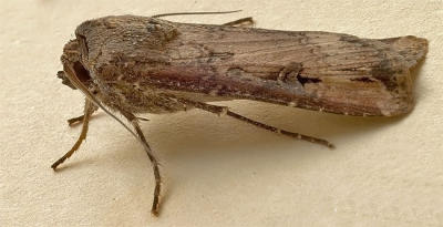 Agrotis ipsilon