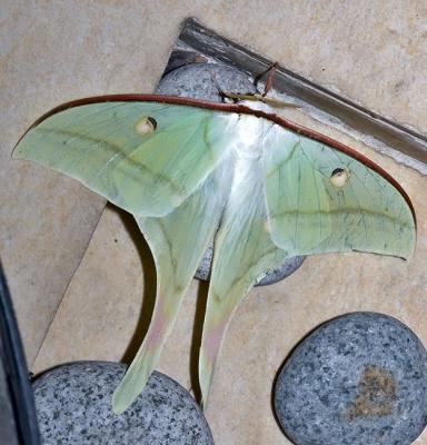 Actias selene