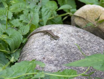 Brown forest skink, Sphenomorphu indicus