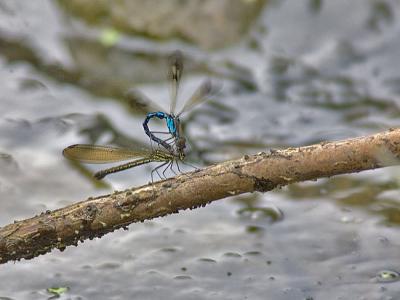 Rhinocypha perforata perforata