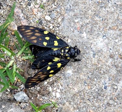 Gaeana maculata