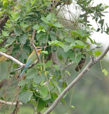 Blue-tailed bee-eater 2