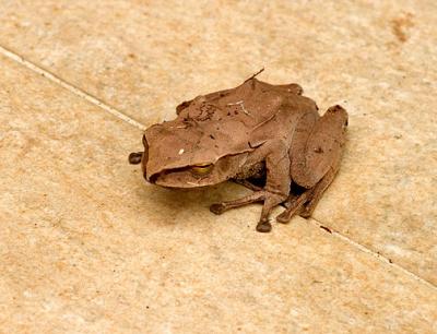 White lipped or Brown tree Frog