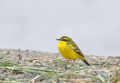 Yellow wagtail