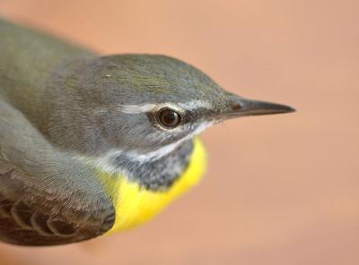 Grey wagtail close up