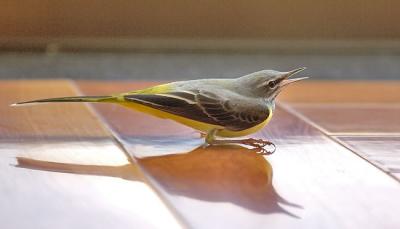 Grey wagtail