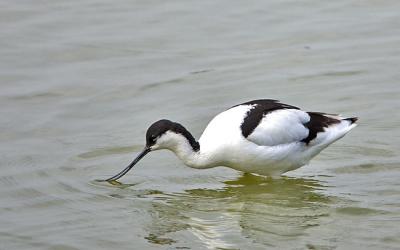 Avocet feeding