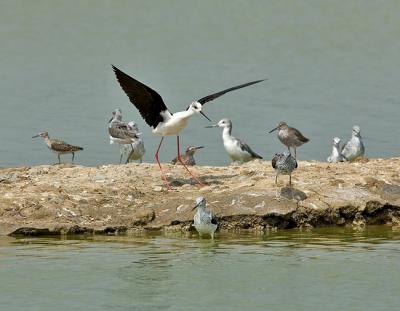 Black-winged stilt