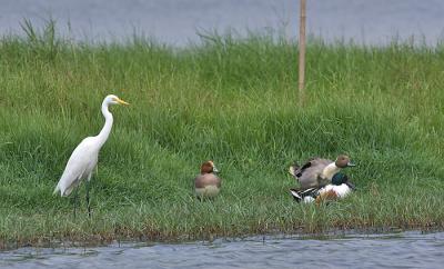 Duck soup