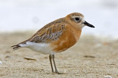 NZ Dotterel