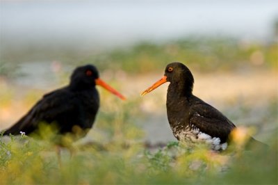 Variable Oystercatcher
