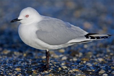 Black-billed gull