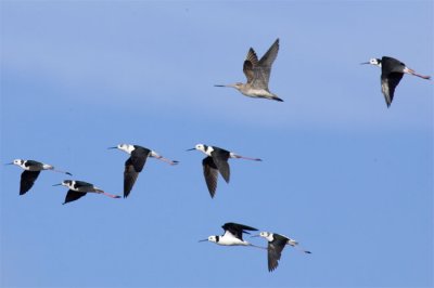 Stilts in flight