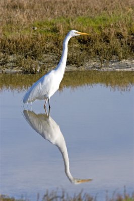 White heron