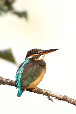 Common kingfisher