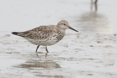 Great knot