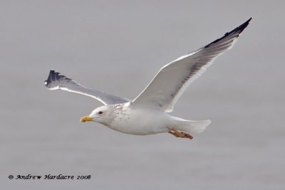 Heuglins gull