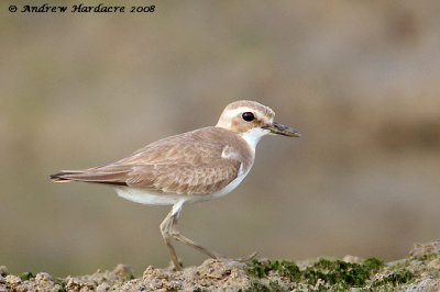 Greater sandplover