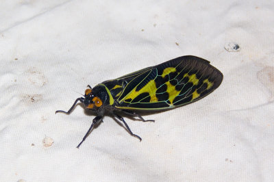 Gaeana laosensis