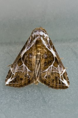 Aeologramma albiscripta