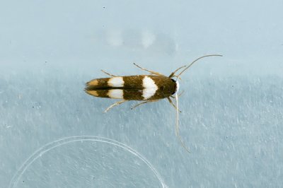 Stathmopoda sp.