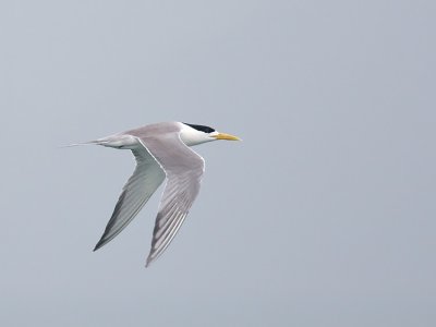 Greater Crested tern