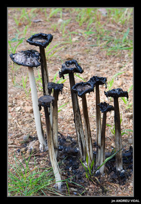 Coprinus comatus