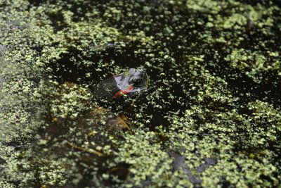 Turtle Lotus Pond