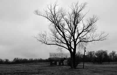Old Barn & Tree