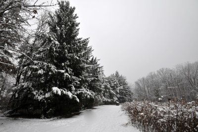 Rowe Woods Snow Storm