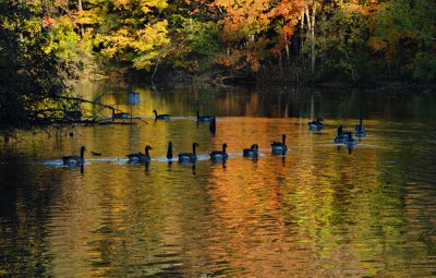 Geese on Parade