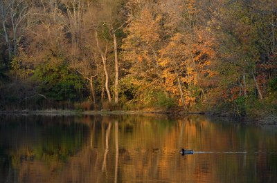 Powell Crosley Autumn