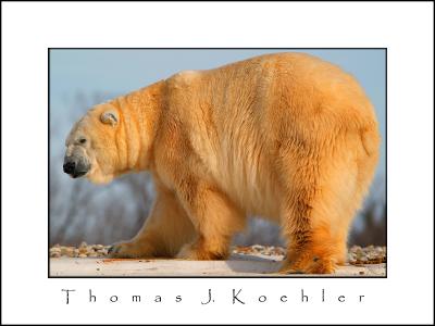 g3/05/610005/3/55185332.DZIPolarBear.jpg