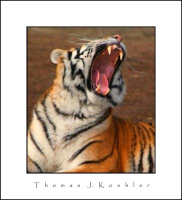 DZI Tiger Yawn.JPG