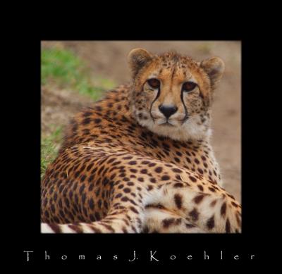 TZ Cheetah.JPG
