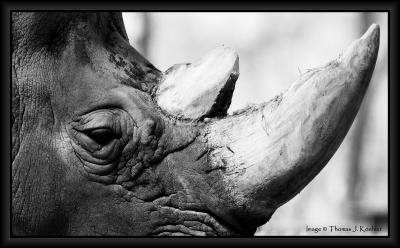 Rhino bw.JPG