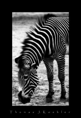 DZI Zebra bw.JPG