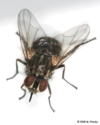 Flies (Stable)