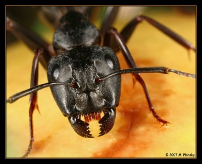 Camponotus pennsylvanicus portrait