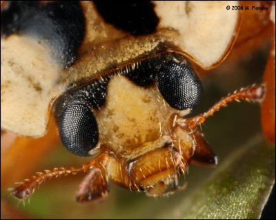 Ladybug extreme facial closeup
