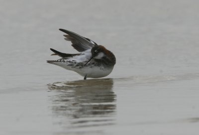 Red-necked Phalarope