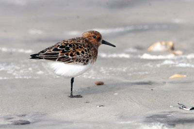 Sanderling