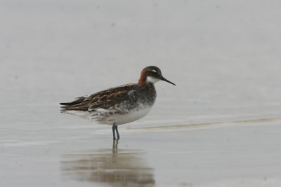 Red-necked Phalarope