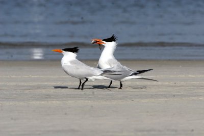 Royal Tern