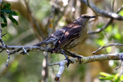 Bahama Mockingbird