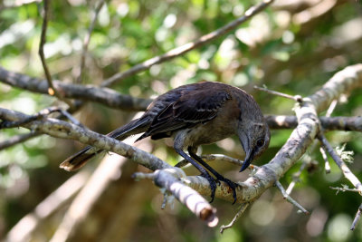 Bahama Mockingbird