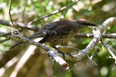 Bahama Mockingbird
