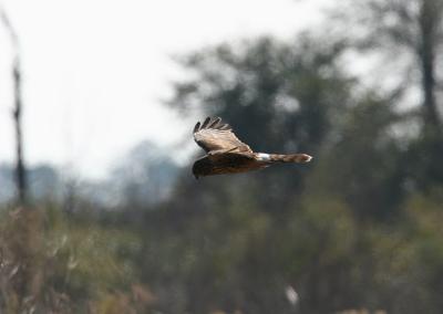 NorthernHarrier01.jpg